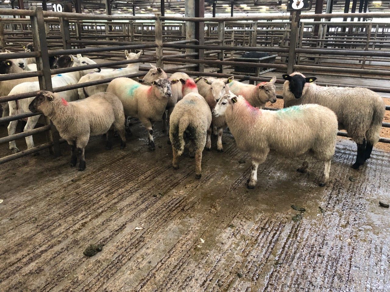Pics and prices: Butcher lambs make up to €116/head at Enniscorthy Mart