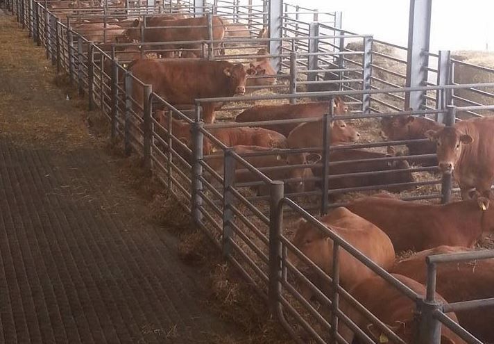 Limousin weanling heifers sell to a top price of €8,800 at dispersal sale