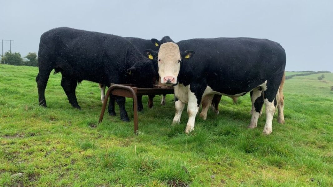 AHDB 'disappointed' over missing evidence in bovine TB documentary