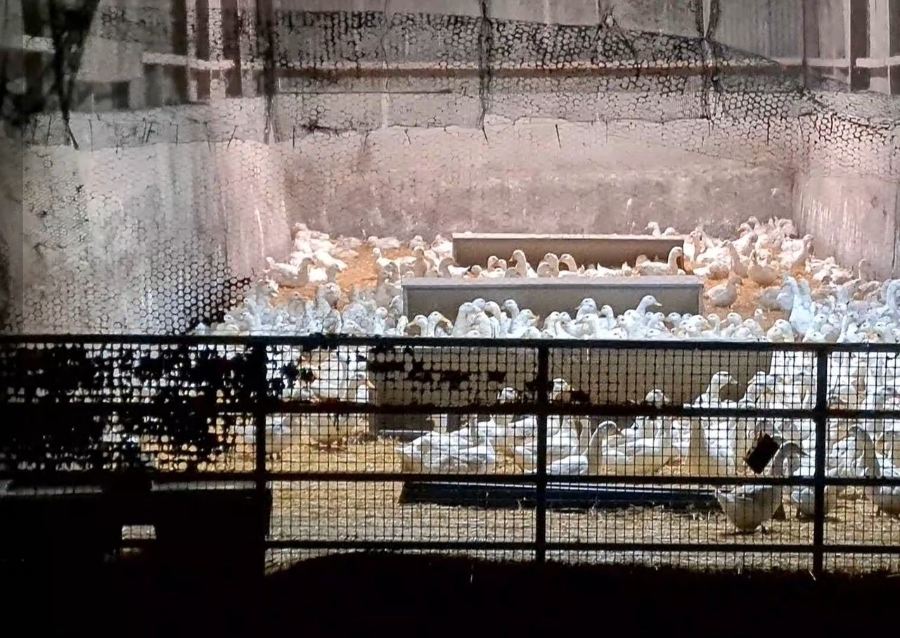 700 Aylesbury ducks seized by DAFM from Arklow farm - farmer