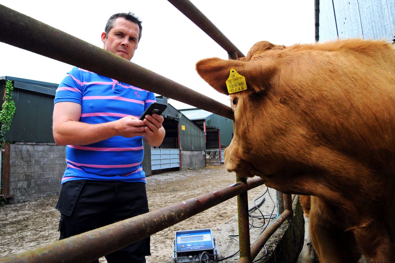 Which calf breed comes out on top for average daily weight gain?