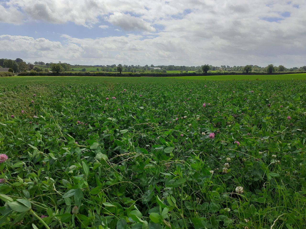 CAFRE farms: A look at clover &amp; grazing management in 2024
