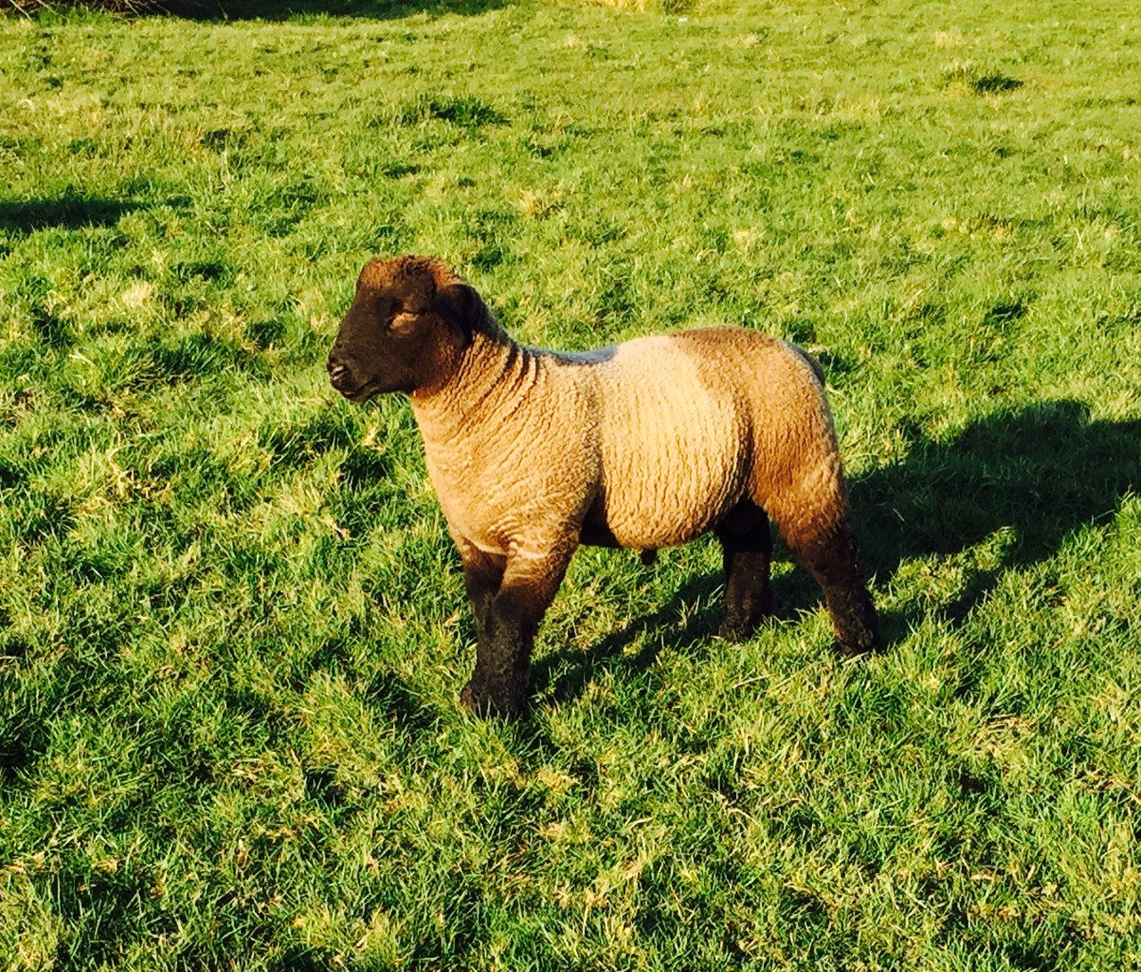 As UK lamb retail prices increase, producer share falls - Eblex