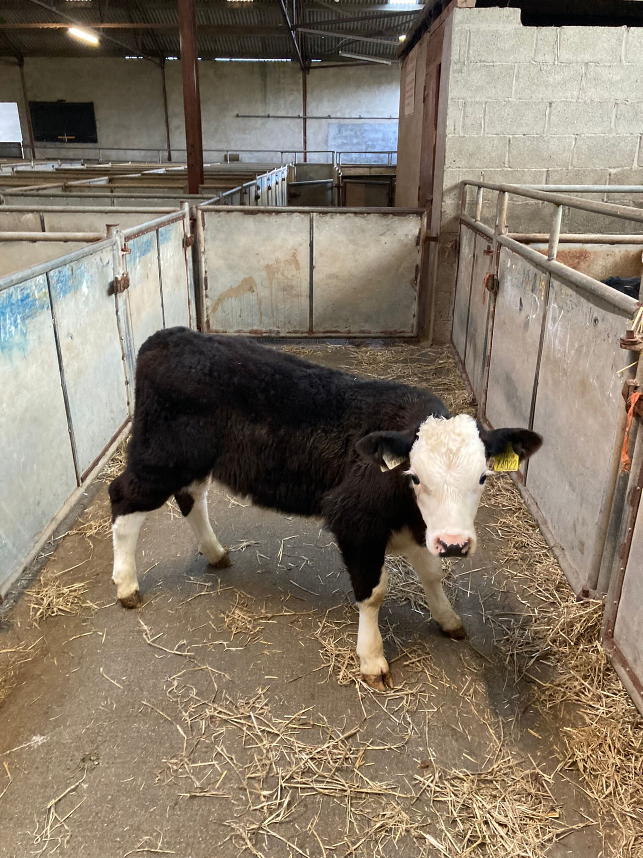 Strong trade for autumn-born calves at Enniscorthy Mart