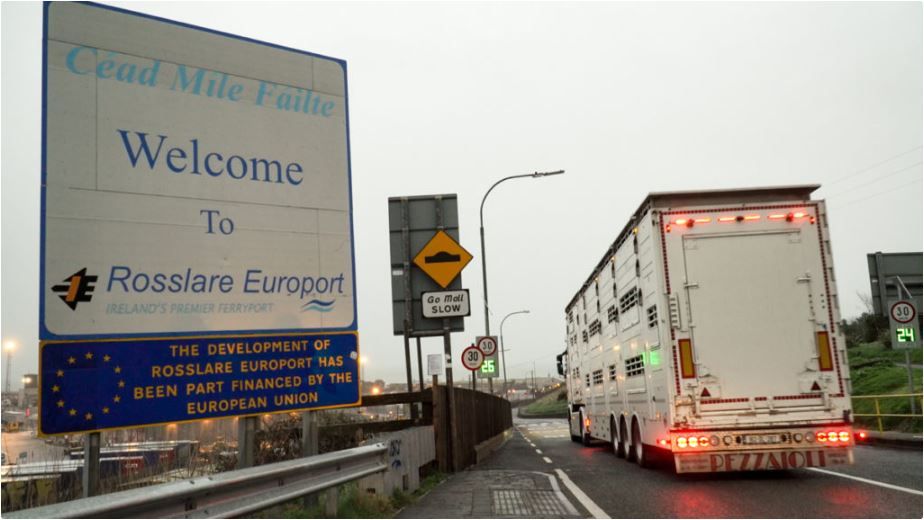 2025 Irish weanling exports decline by over 20%