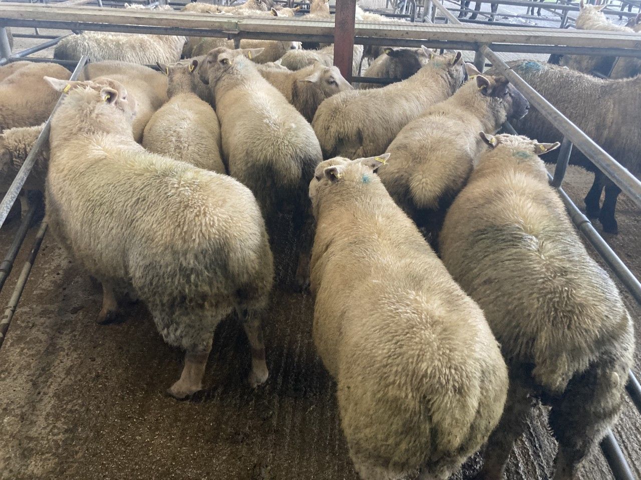 Sheep trade: Hogget prices up €1.55-1.70/kg on last year