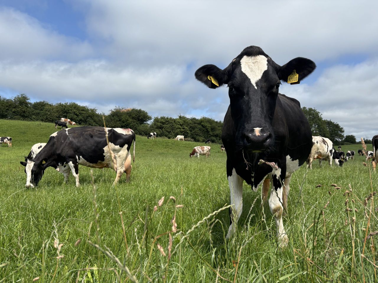 How organic dairying is working for this Clare farmer