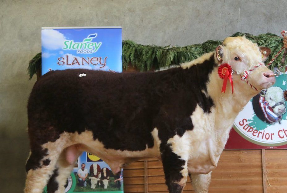Pics: Herefords hot in demand in Tullamore as bids reach €5,000