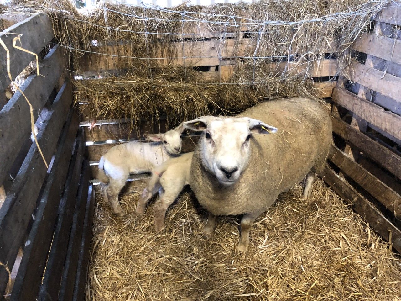 Identifying and marking problem ewes this lambing season