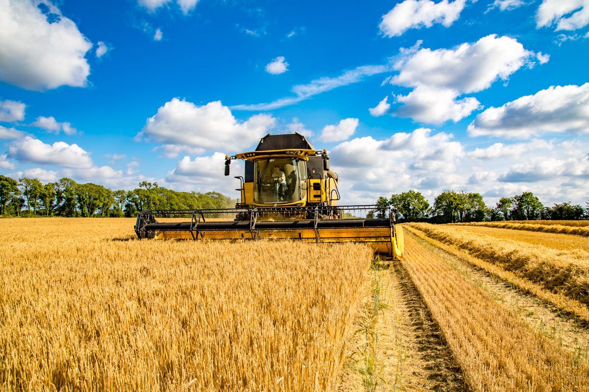 2019 cereal harvest up 20% on last year