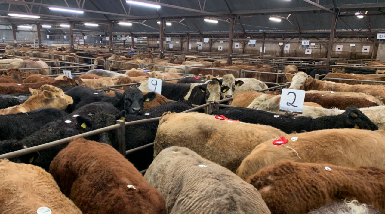 Quality weanling bulls cross €3.60/kg at Tuam Mart