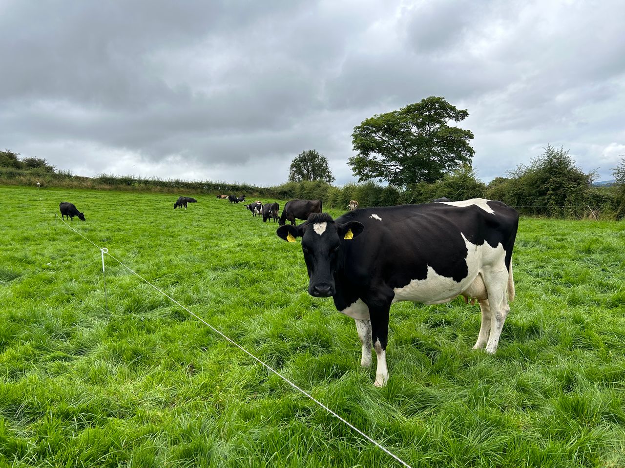 Increasing farm sustainability and profitability in Sligo