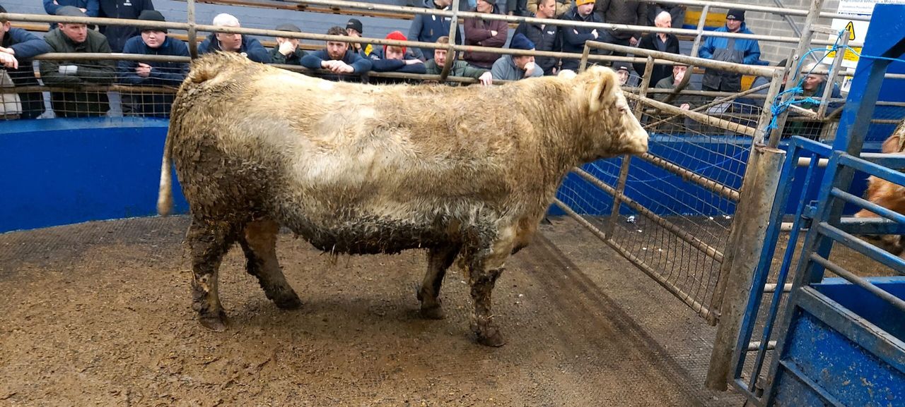 First fatstock sale of 2023 sees Angus heifers clear €3.00/kg