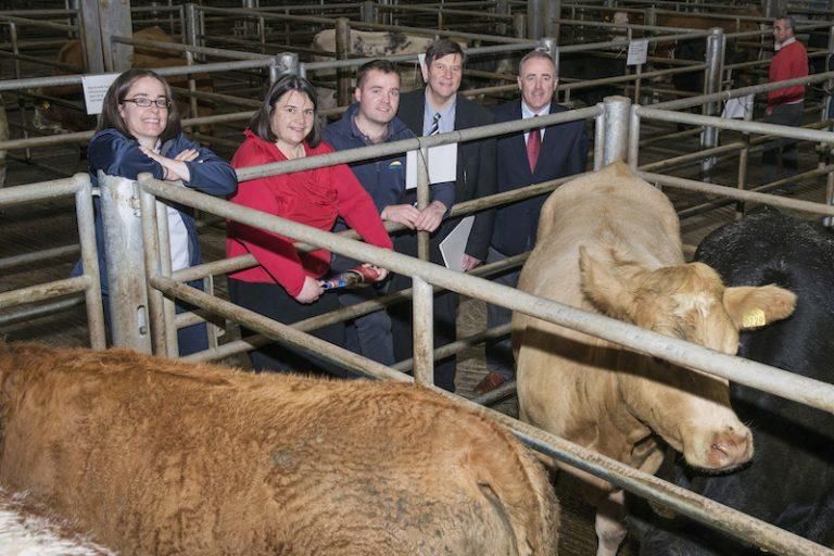 Fermoy gears up for Dairygold Beef Expo 2018