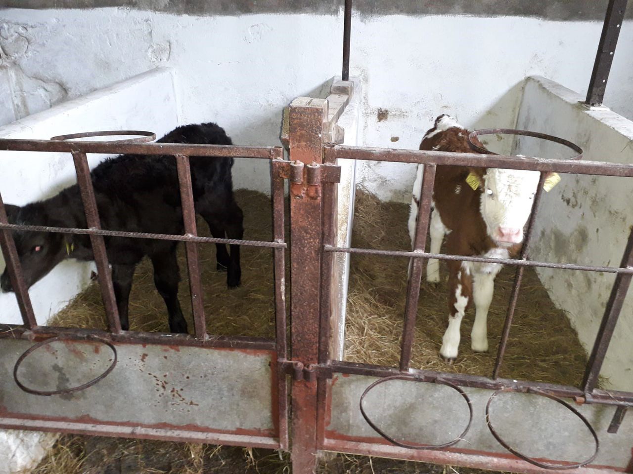 Double trouble: Twin calves born...of different breeds