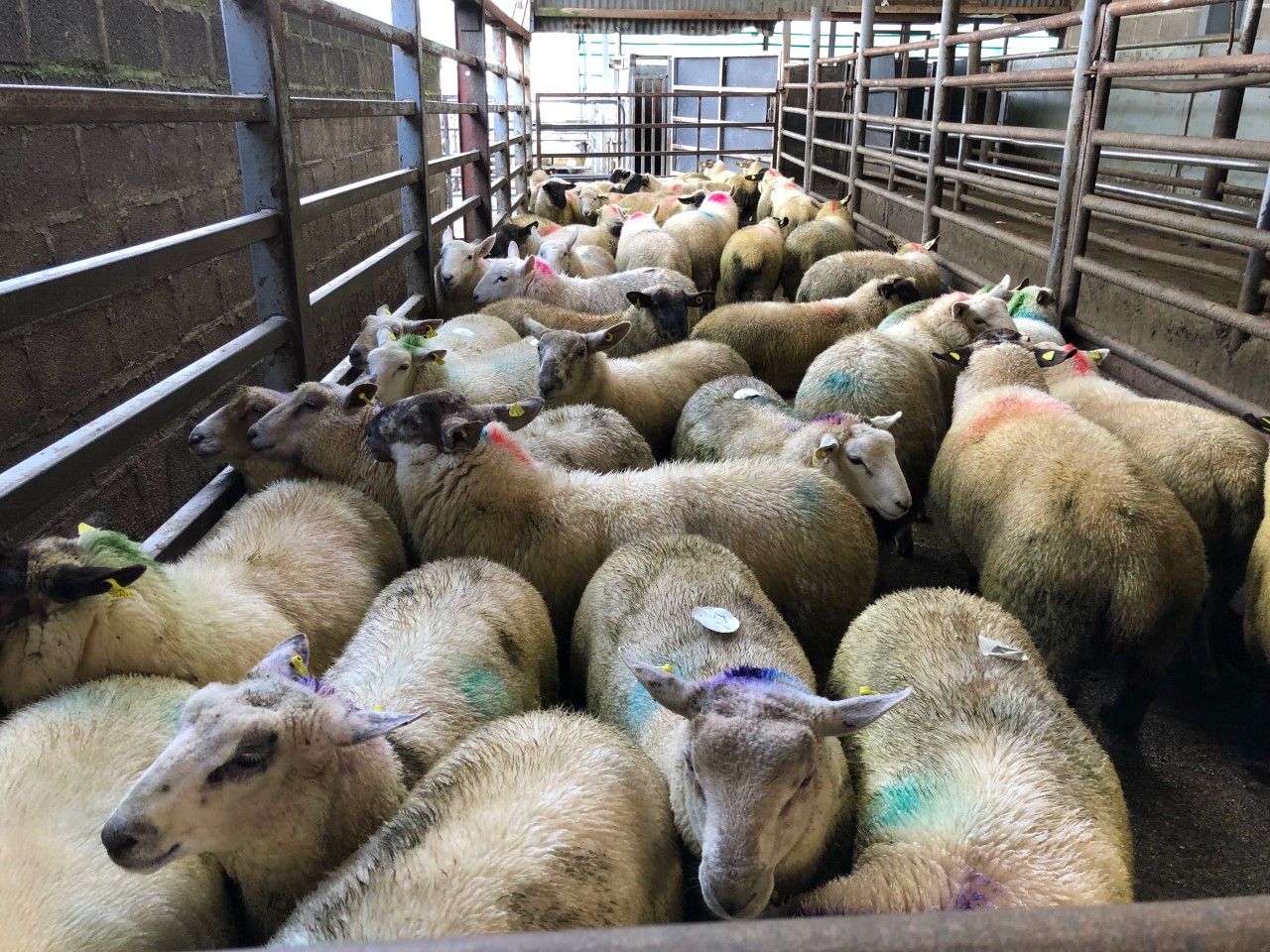 Sheep trade: Hogget prices edge closer to €6.00/kg