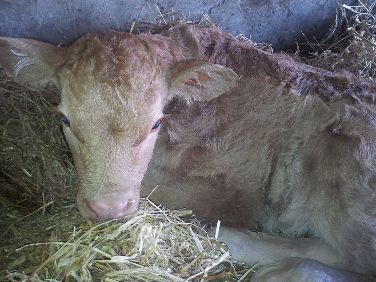 UFU: 'Farmers should not miss out on BVD scheme opportunity'