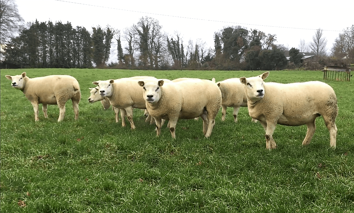 Sheep focus: 'I thought he was the best ram lamb I ever had'
