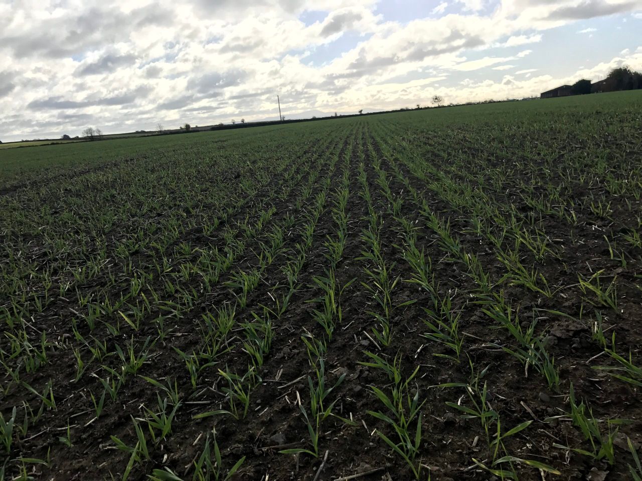 Aphid numbers peaked at the end of October