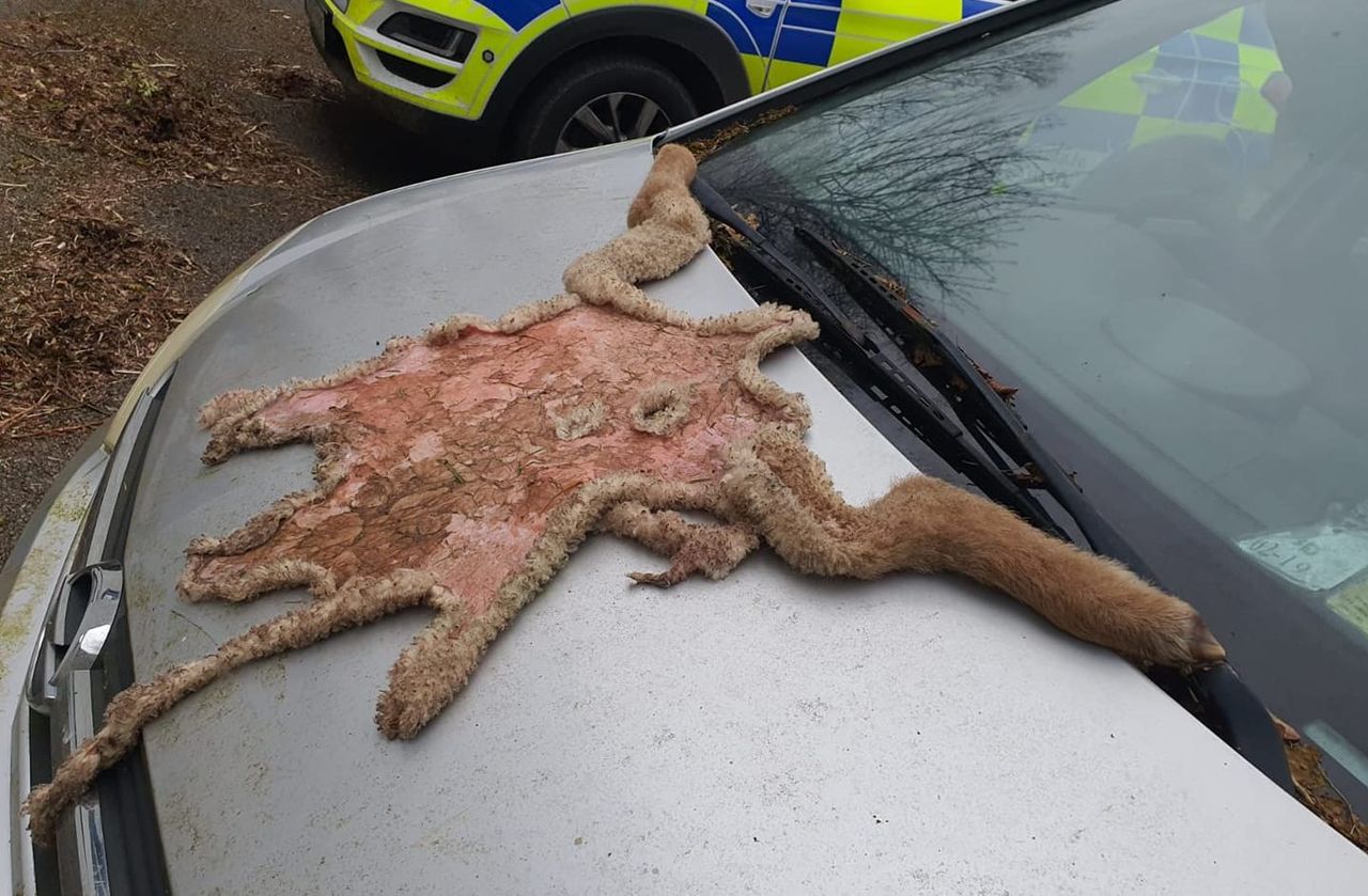 Lamb slaughtered in field prompts Garda investigations