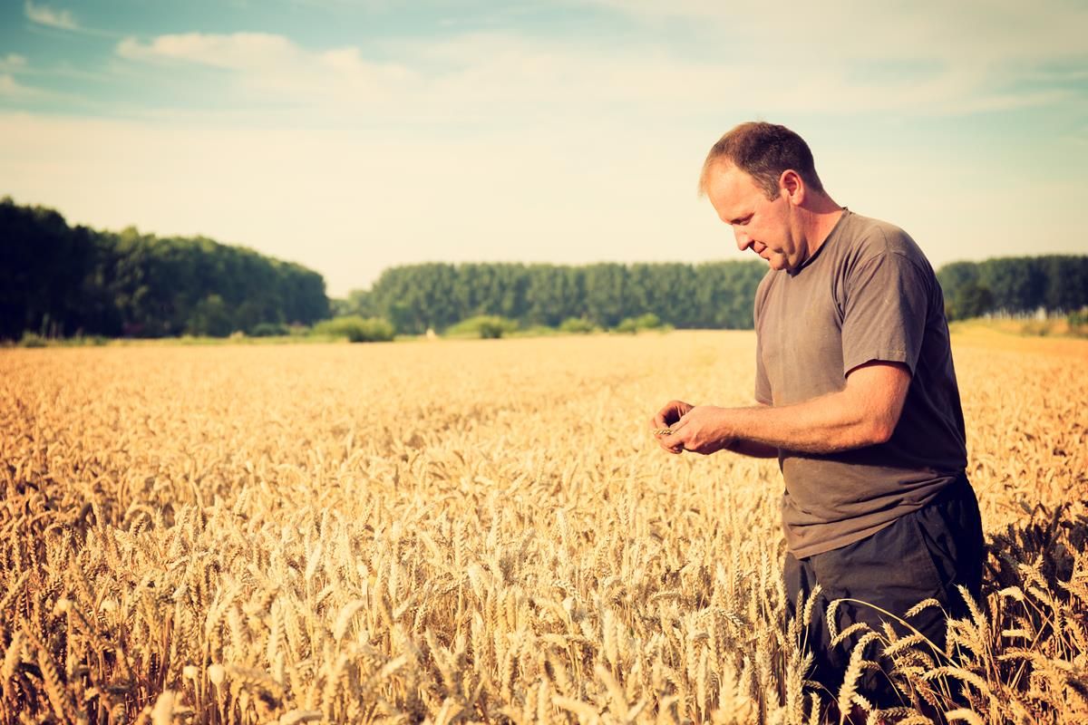 Public consultation opens on regulation for plant seeds