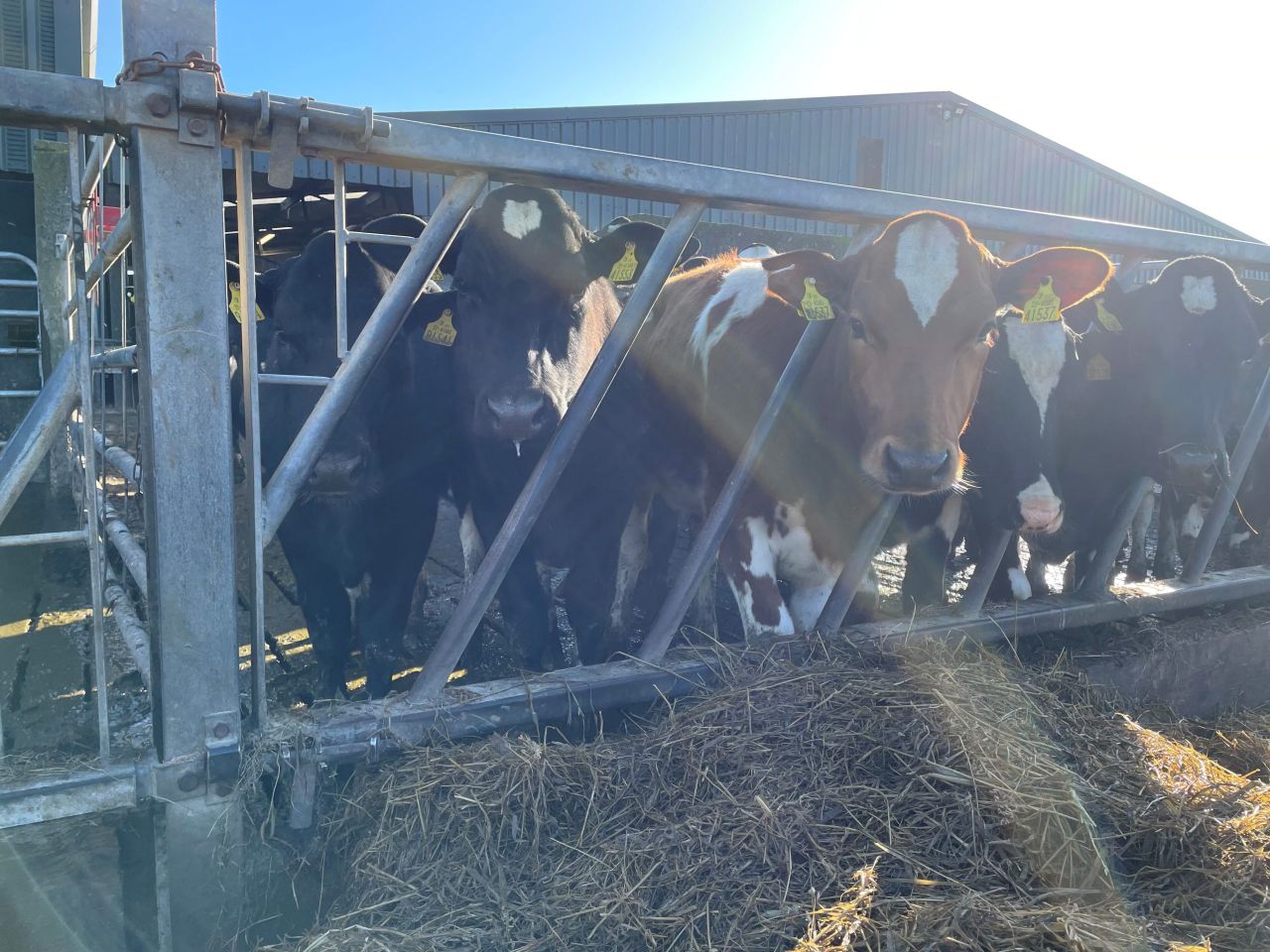 Concerns over Food Vision Dairy Group final report
