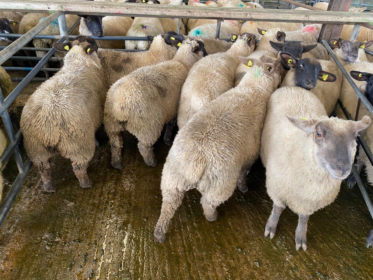 Sheep trade: Factories moving prices up and down