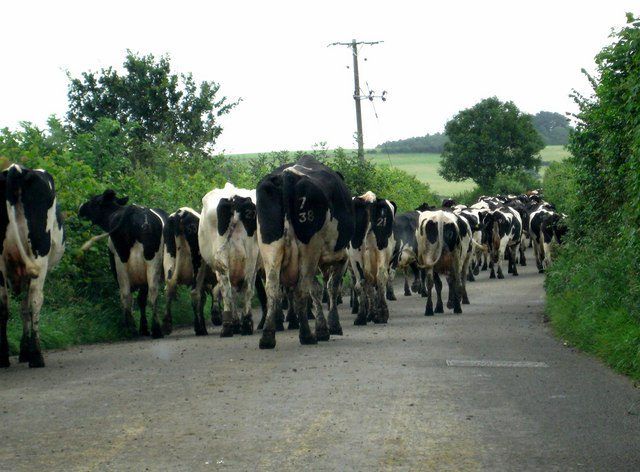 Map: TB blackspots identified as 2,849 cattle test positive