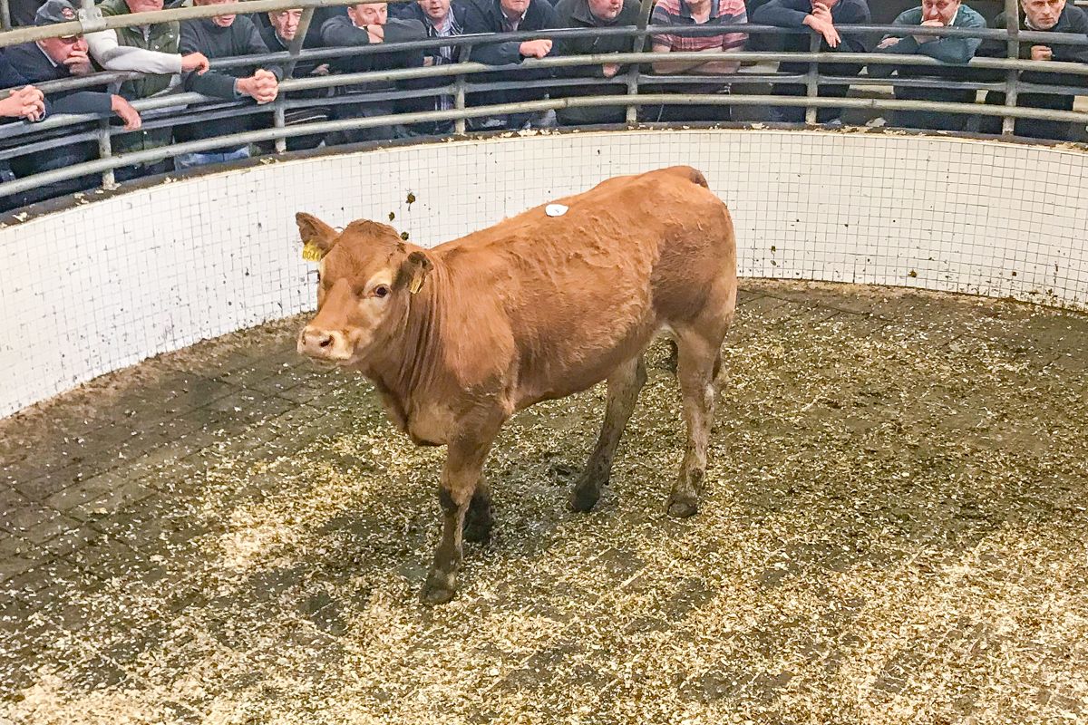 Bullocks over 500kg average €2.96/kg at Ballinrobe Mart
