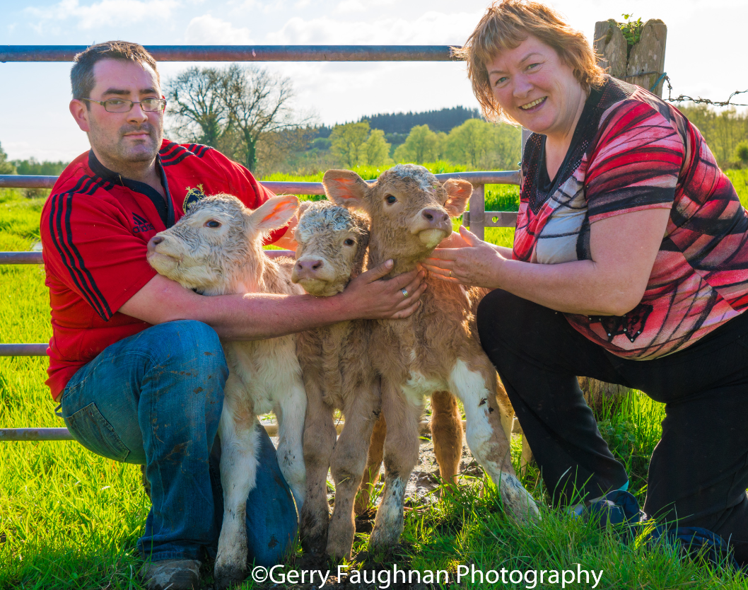 Roscommon farm welcomes 'unexpected' triplet bull calves