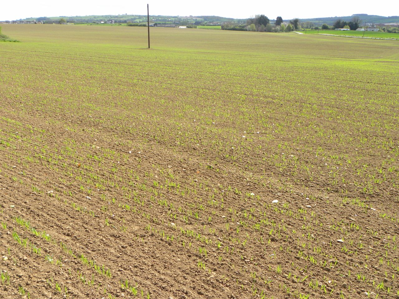 Sowing later reduces take-all risk