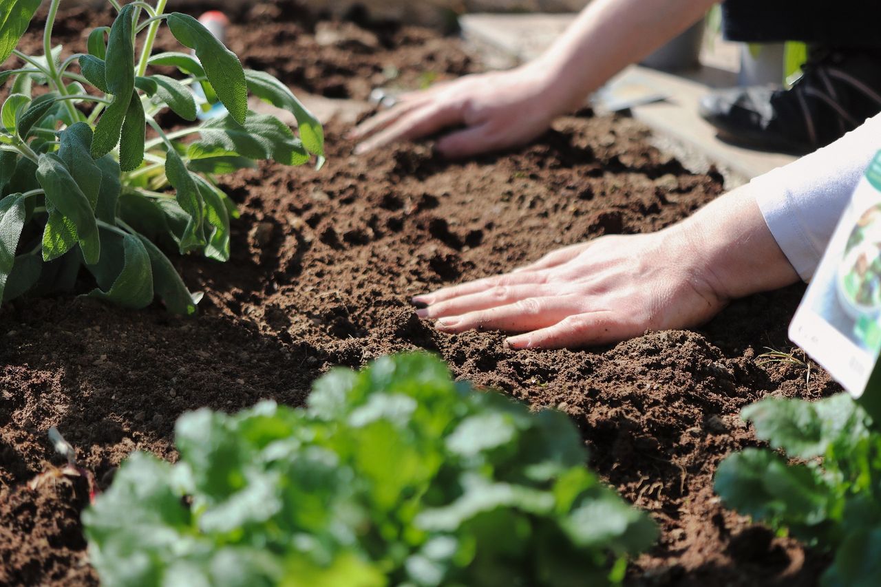 UN strengthens collaboration on nuclear science for agriculture