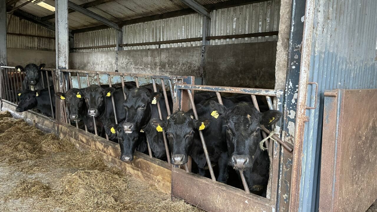 Factory quotes: Beef prices €2/kg higher than 2022