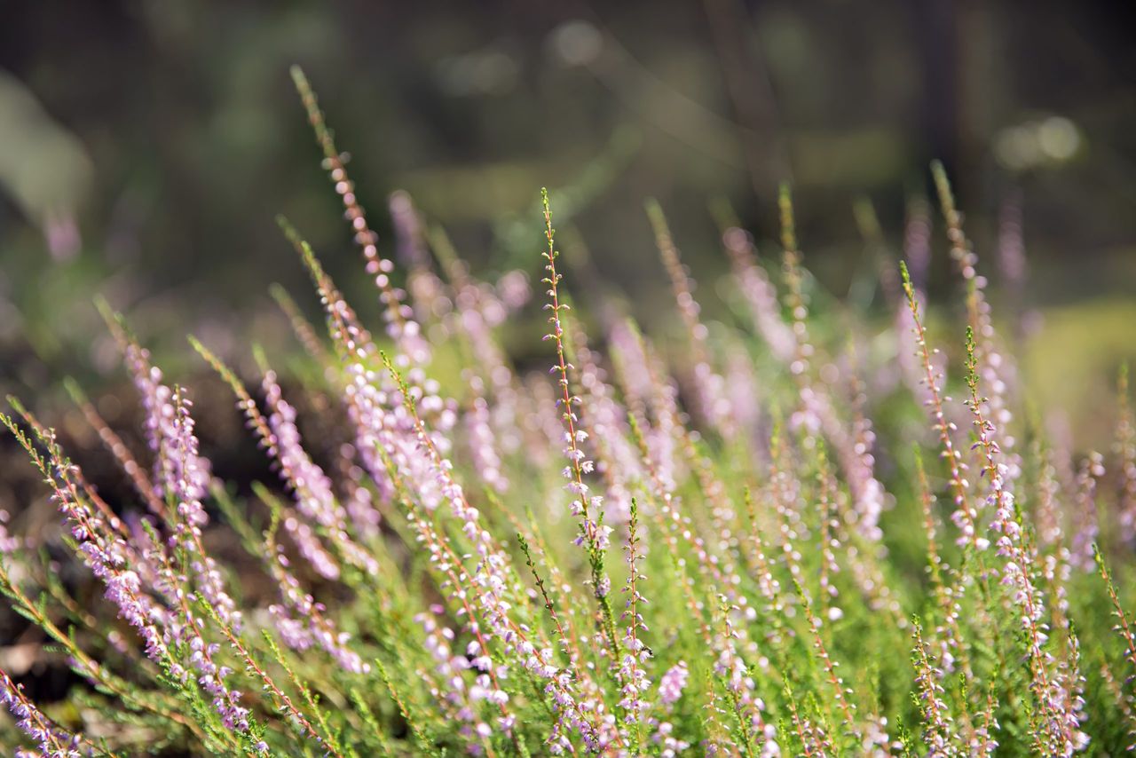 Could a new national park be developed at the Blackstairs Mountains? 