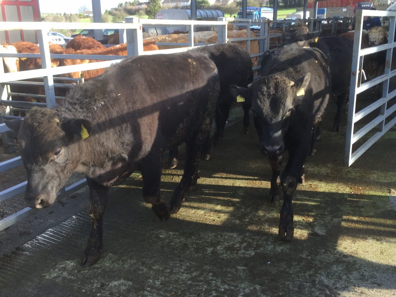 'Only mart staff' to be allowed in sales yard at Roscommon Mart