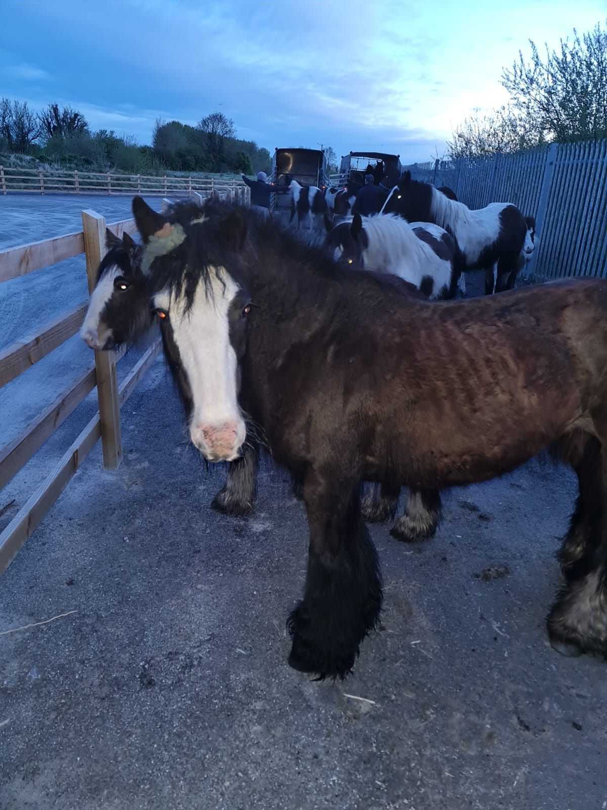 Tipperary gardaí seize 10 horses in Thurles