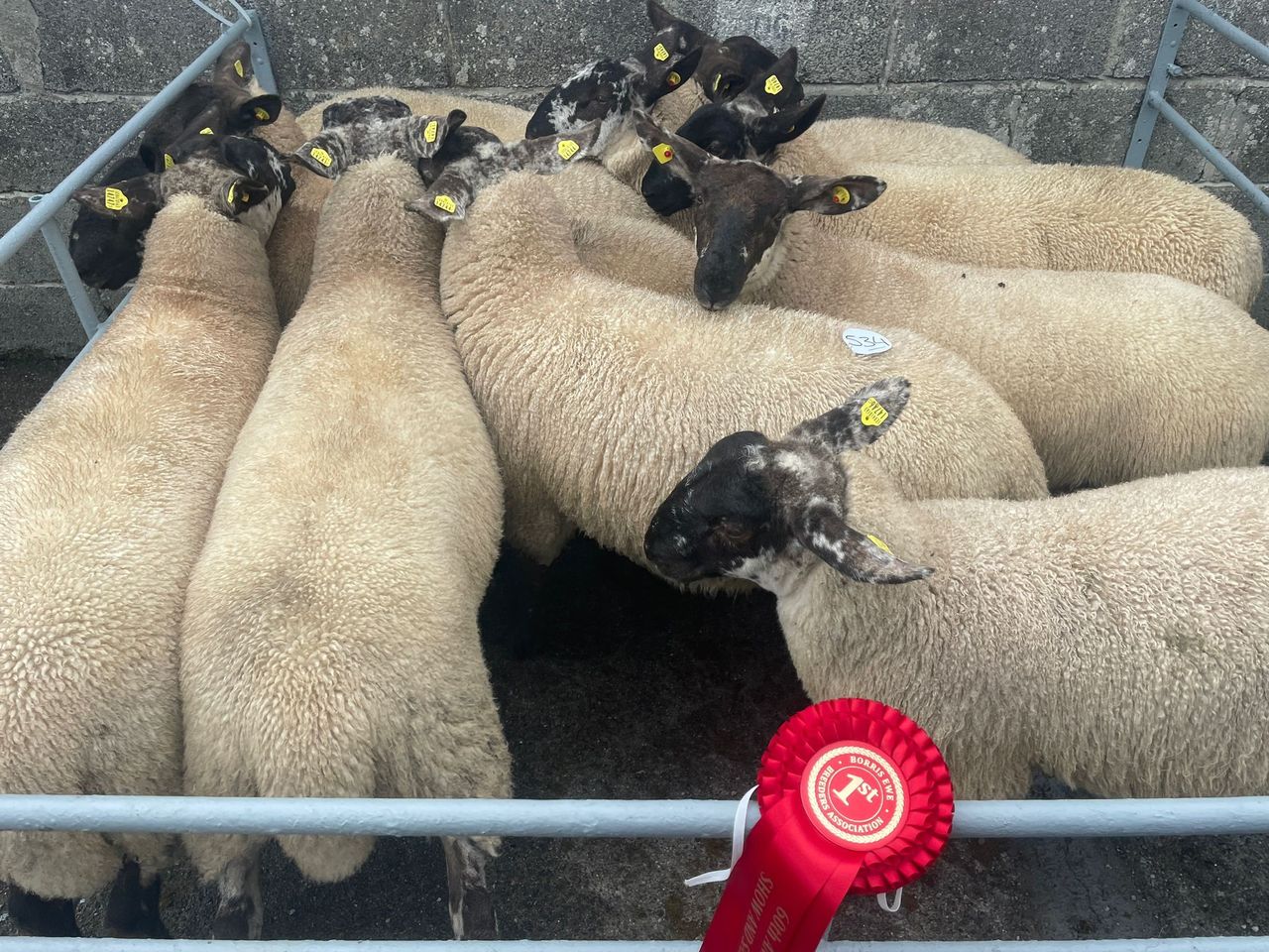 Nearly a full clearance at the Borris Ewe Breeders' sale