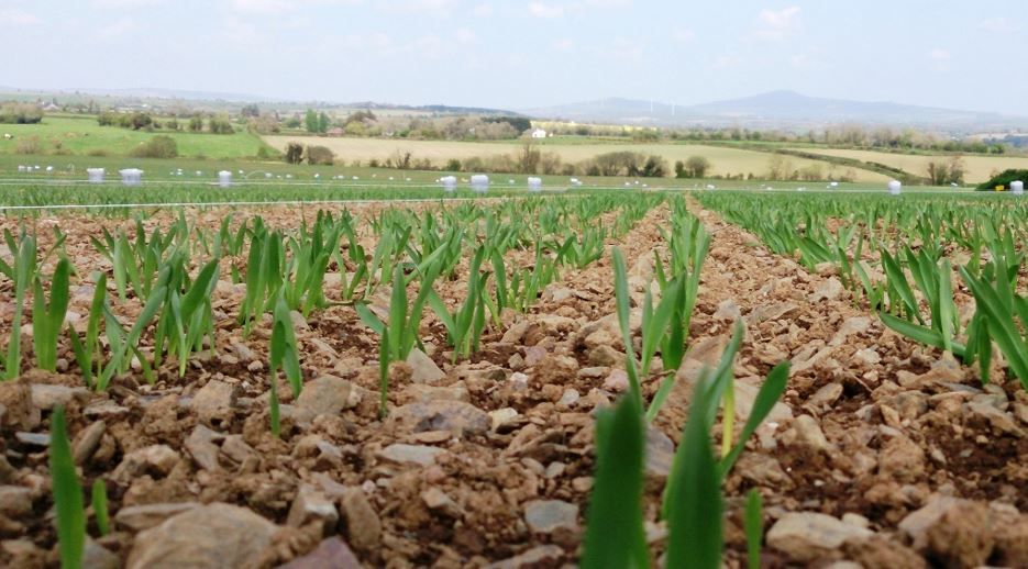Developing an integrated pest management strategy on your tillage farm