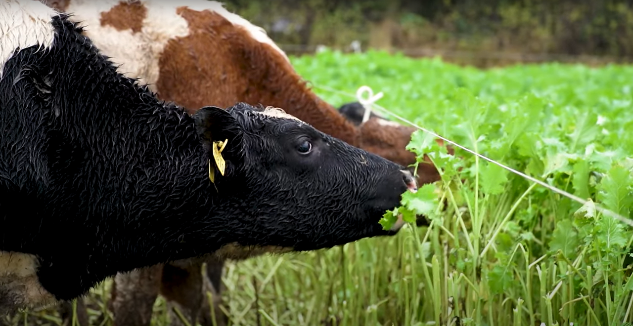 Video: Out-wintering weanlings on high-energy forage crop