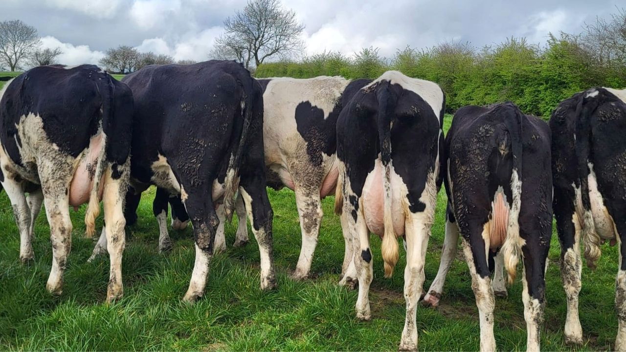 Dairy trade holding strong as heifers make up to €4,640