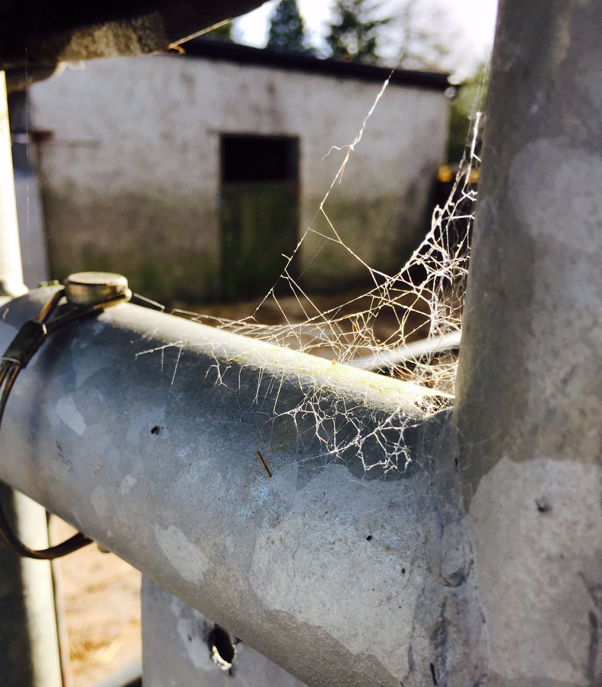 Investigation underway as 9 cattle stolen