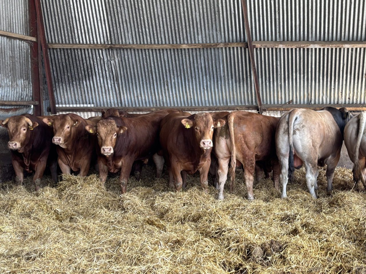 Factory quotes: Beef price cut by 10c/kg in several cases this week