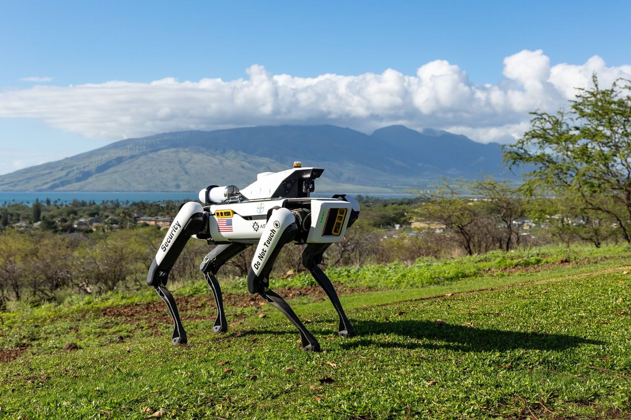 High tech robotic dogs guarding valuable corn crops