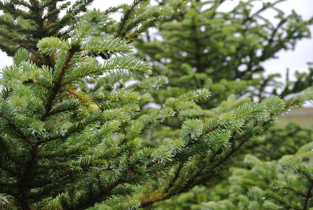 Book promoting Sitka spruce to be sent to primary schools