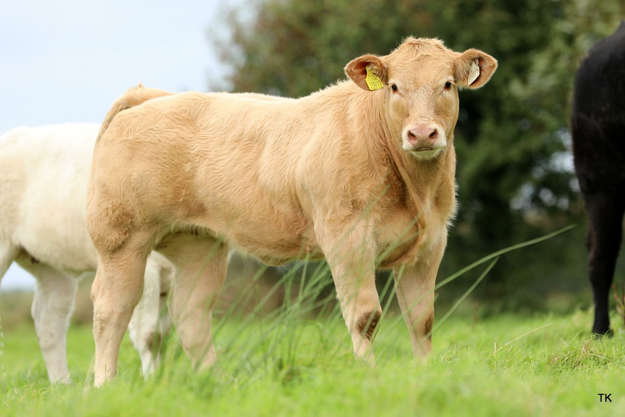 Charolais National Calf Show and Heifer Sale set for this Saturday