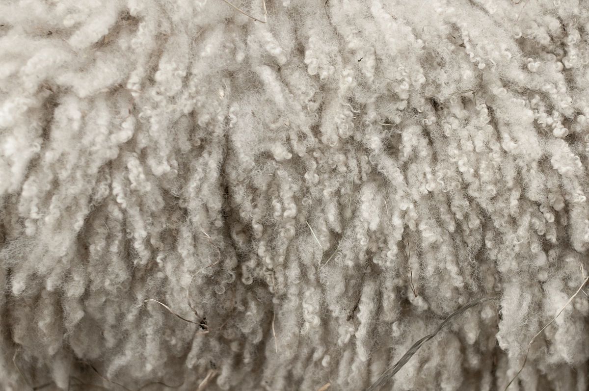 Price outlook not good for wool - merchants