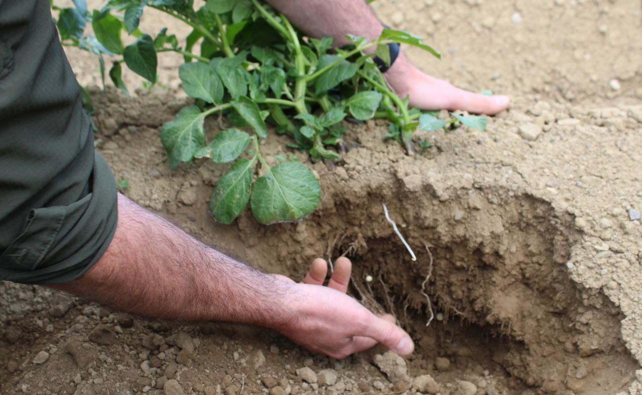 Irrigation now a priority for potato growers