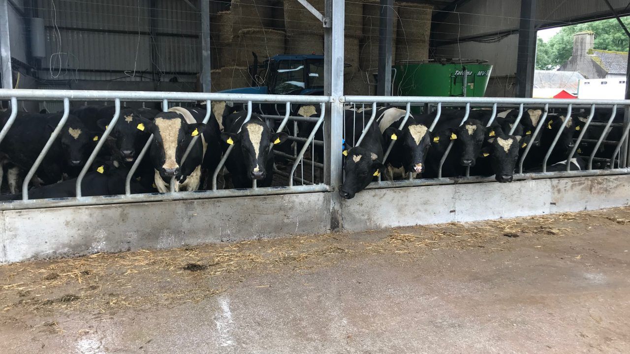 1,800 Friesian bulls sought by Cork-based cattle exporter