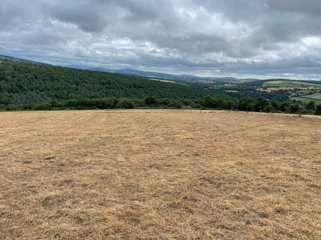 Field burned off for reseeding