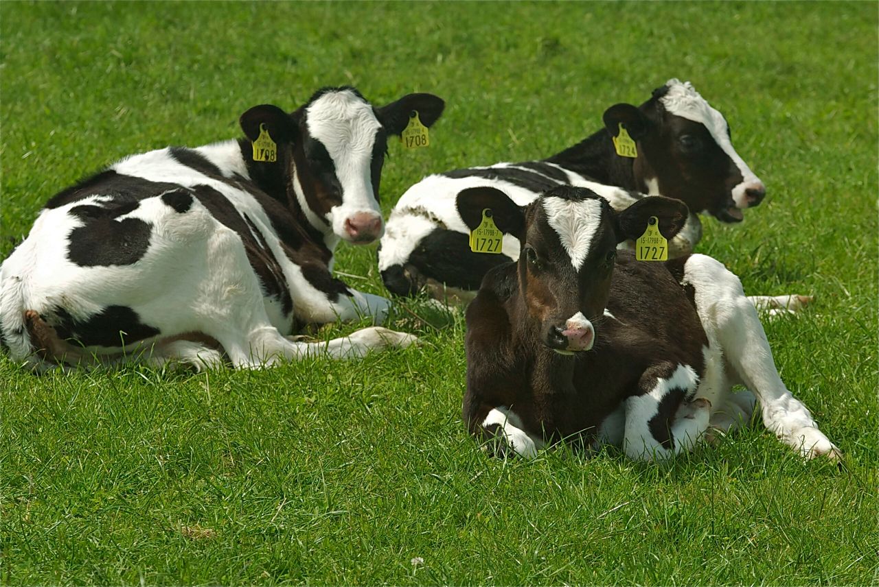 Remove animals persistently infected (PI) with BVD Virus now to avoid birth of further PIs in 2015